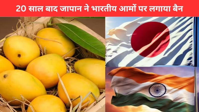 Japan Bans Indian Mangoes 