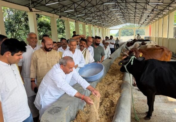 Kanha Gaushala Inaugurated in Niwari